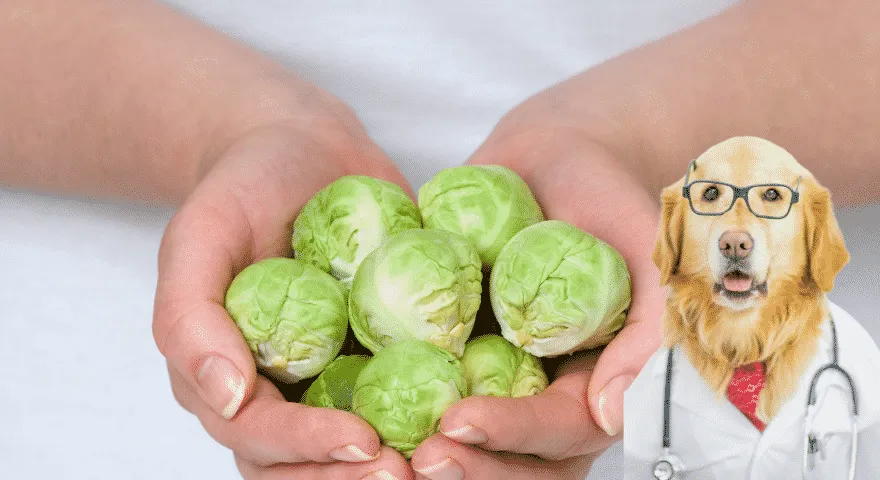 Korzyści z brukselki dla psów