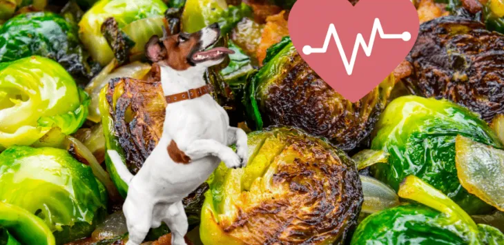 Môžu psy jesť ružičkový kel