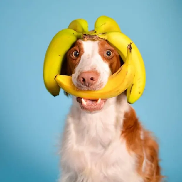 Ovatko banaanit turvallisia koirille