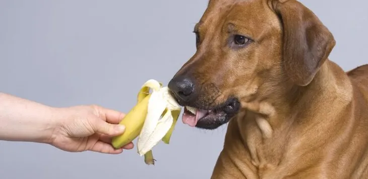 I cani possono mangiare le banane?