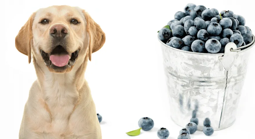 Dürfen Hunde Blaubeeren essen?