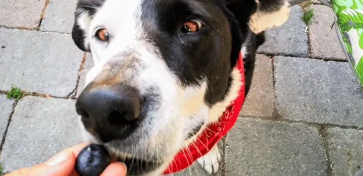 Dürfen Hunde Blaubeeren essen?