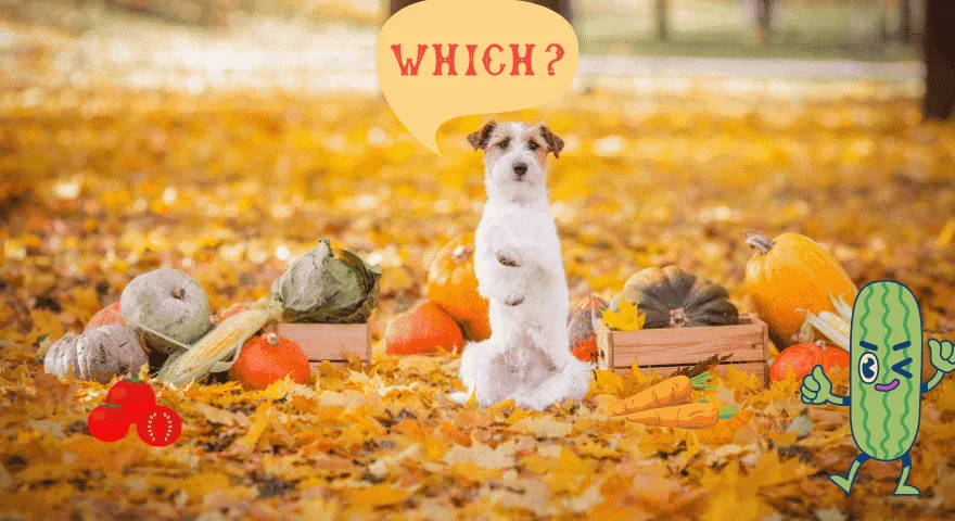 Warzywa, które psy mogą i nie mogą jeść' title='Warzywa, które psy mogą i nie mogą jeść