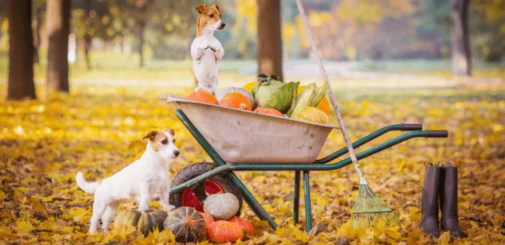 Warzywa, które psy mogą i nie mogą jeść