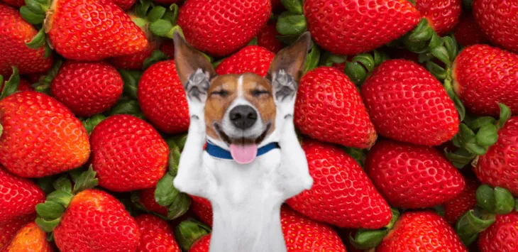 Kunnen honden aardbeien eten?