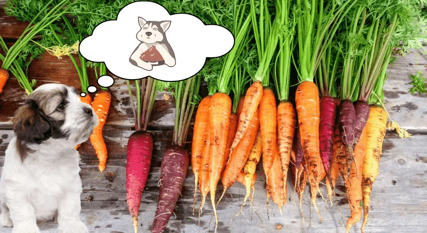 Πώς να σερβίρετε καρότα σε ένα κουτάβι