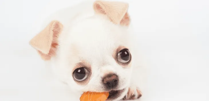 Могат ли кученцата да имат моркови?