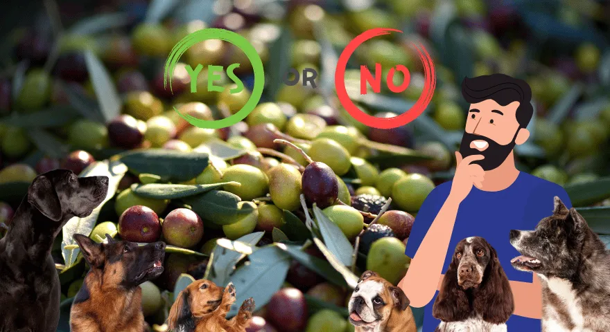 Czy psy mogą jeść oliwki' title='Czy psy mogą jeść oliwki