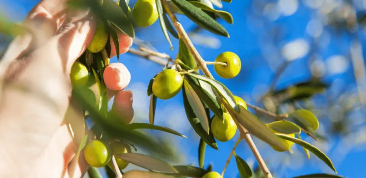Czy psy mogą jeść oliwki