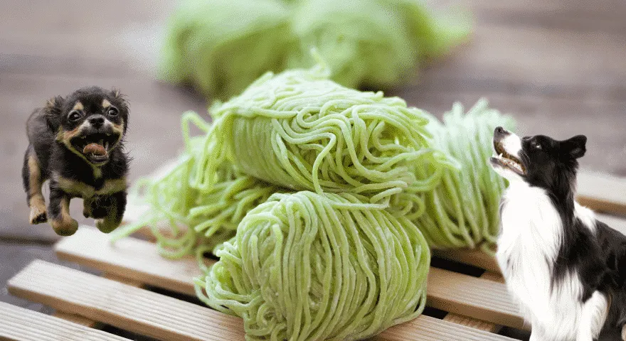 Plusy makaronu jajecznego dla psów' title='Czy psy mogą jeść makaron jajeczny?