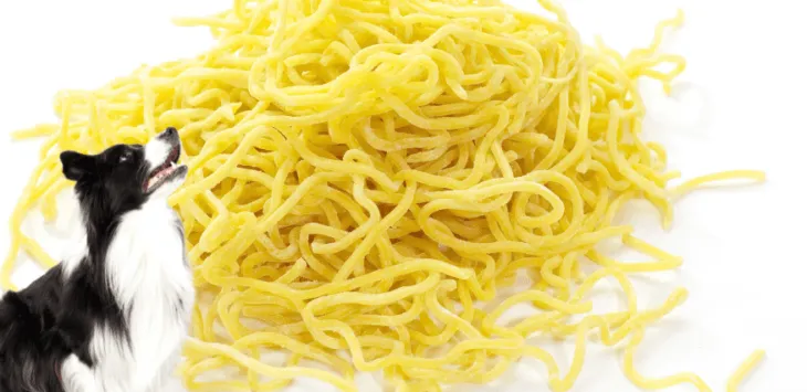 Czy psy mogą jeść makaron jajeczny?
