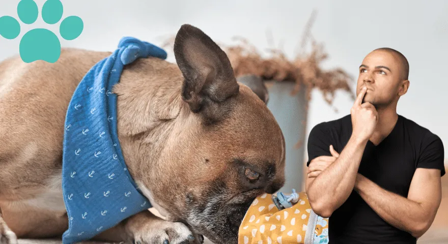 Sastāvdaļas, no kurām jāizvairās suņiem ar jutīgu vēderu