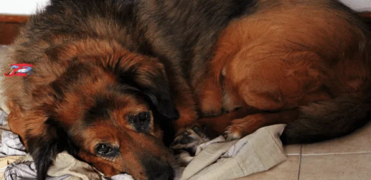 Bästa fodret för hundar med känslig mage