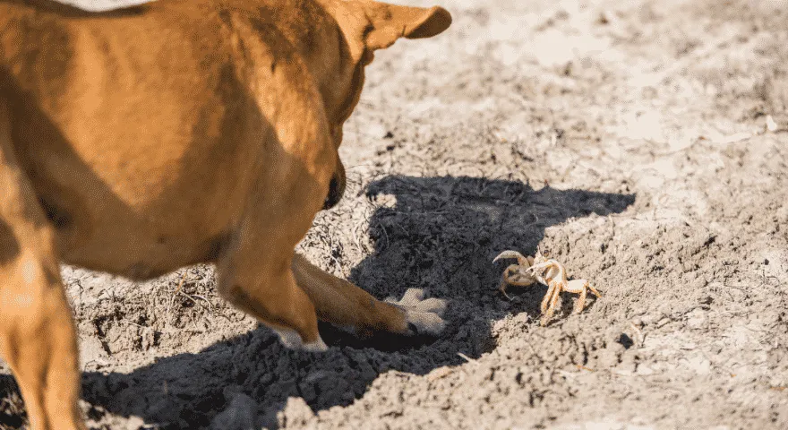 Rapujäljitelmä koirille