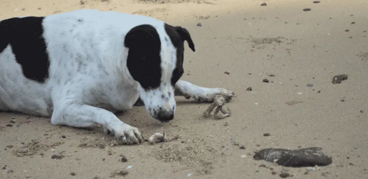 Voivatko koirat syödä jäljitelmärapua?