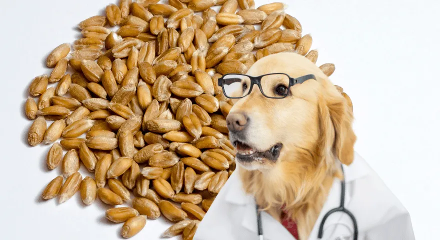 Potencjalne korzyści zdrowotne wynikające z jedzenia Farro