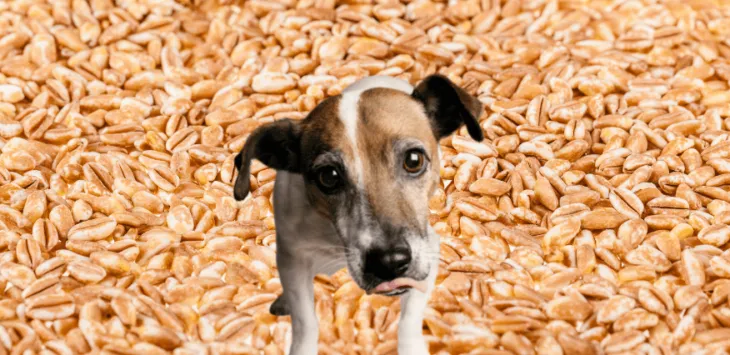 Kan hunder spise Farro?