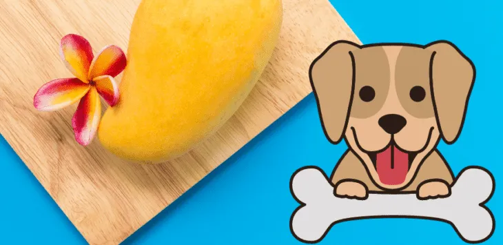 Dürfen Hunde Mango essen: Gibt es irgendwelche Vorteile?