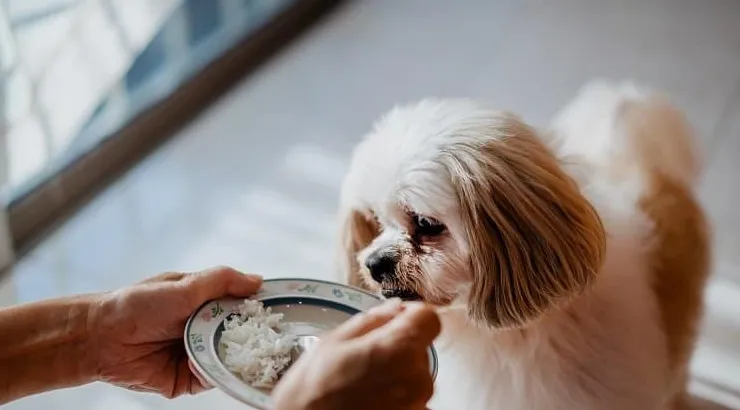 Avantages pour la santé de donner du riz à votre chien