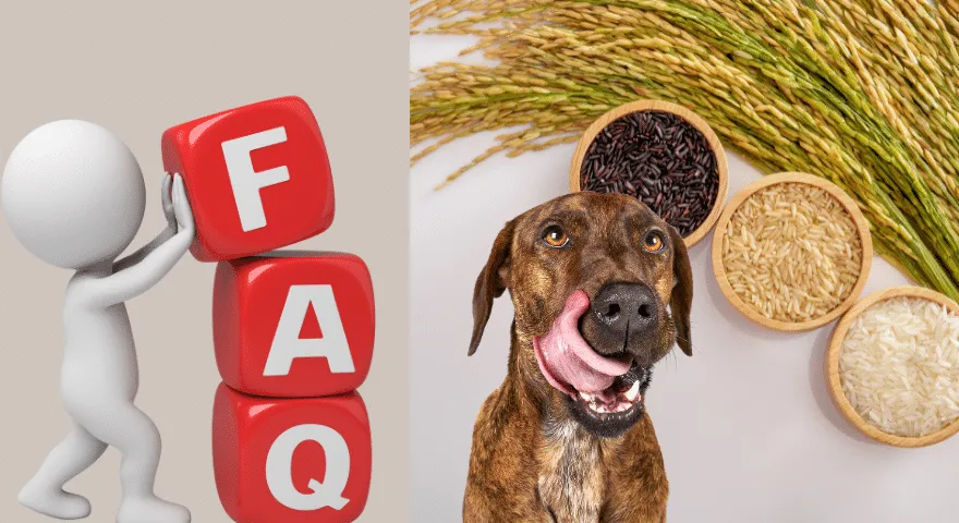 FAQ Nourrir mon chien avec du riz tous les jours