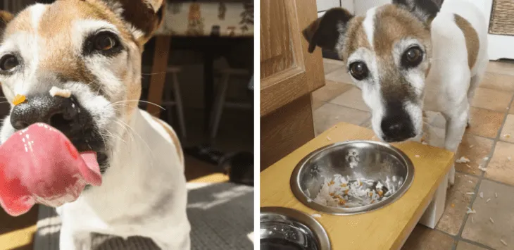 Kas ma saan oma koerale riisi iga päev toita?