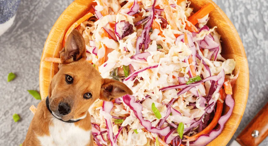 Co zrobić, jeśli pies zjadł sałatkę Coleslaw' title='Czy psy mogą jeść sałatkę Coleslaw?