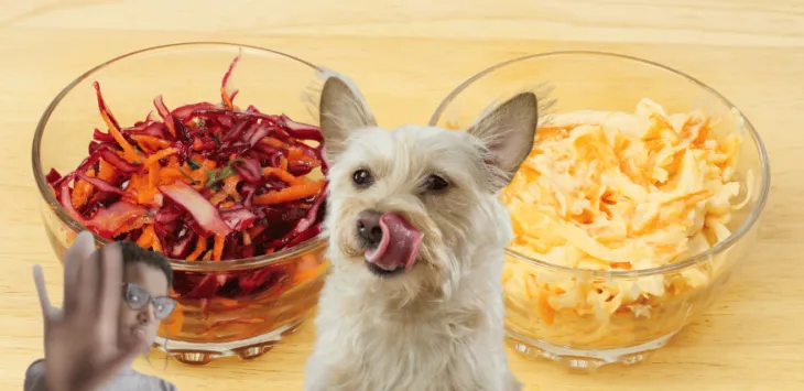 Czy psy mogą jeść sałatkę Coleslaw?