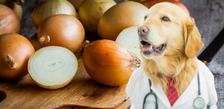 Kunnen honden uien eten of niet?