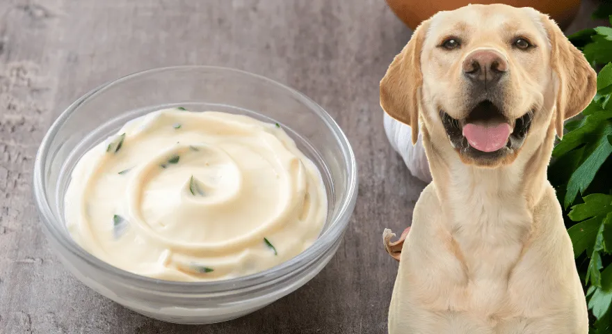 Twój pies zjada majonez' title='Czy psy mogą jeść majonez?