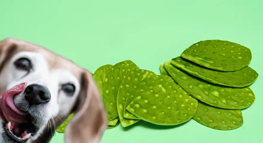 Voivatko koirat syödä nopaleja