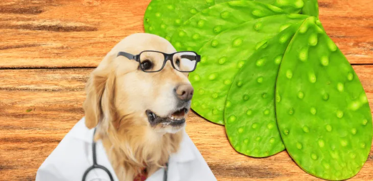 Voivatko koirat syödä nopaleja?
