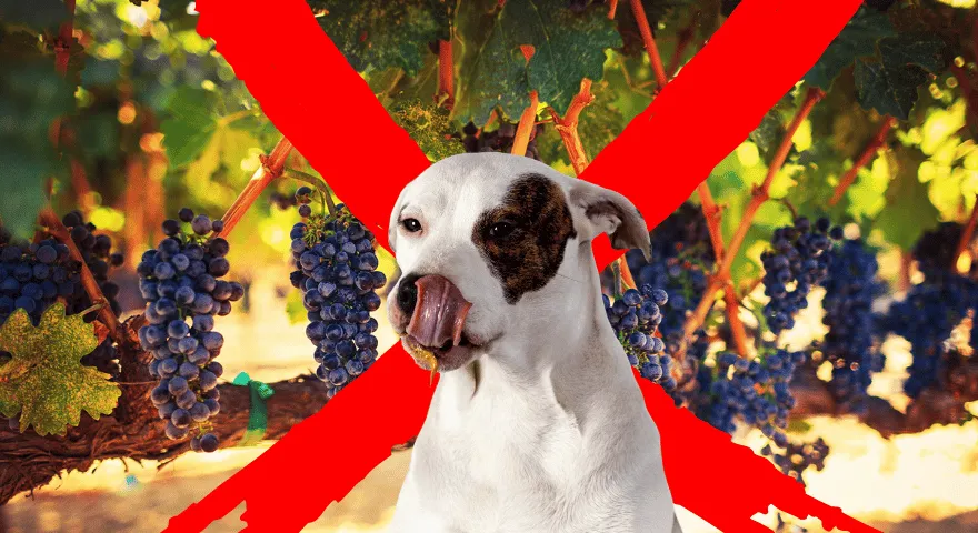 Objawy toksyczności winogron