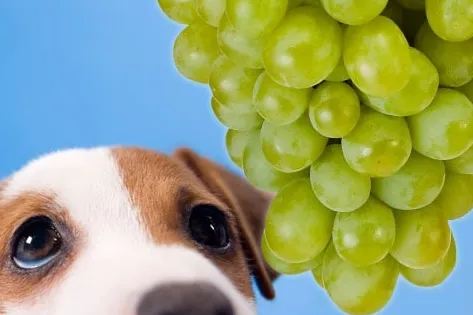 Czy psy mogą jeść winogrona?