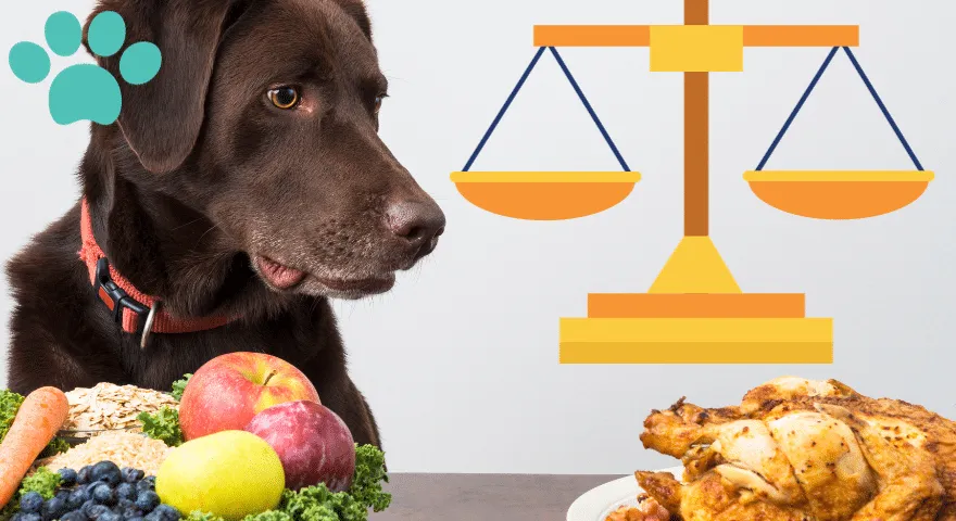 Sabalansētas suņu maltītes pamati
