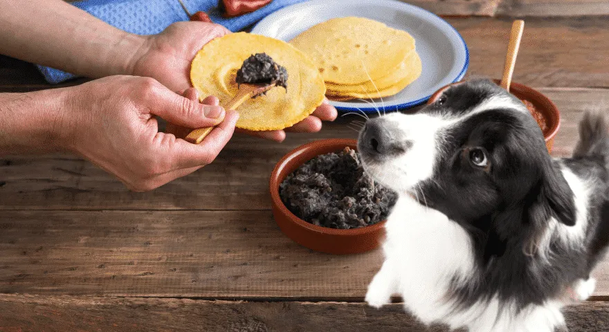 Kas koerad saavad tortillakrõpse süüa