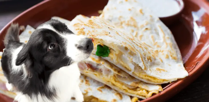 Vai suņi var ēst tortiljas?