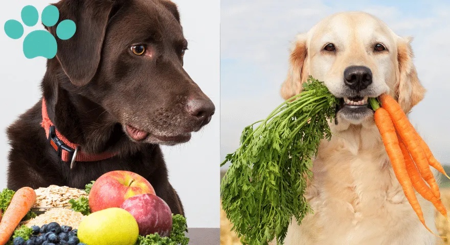 Su funkciniu maistu šunims