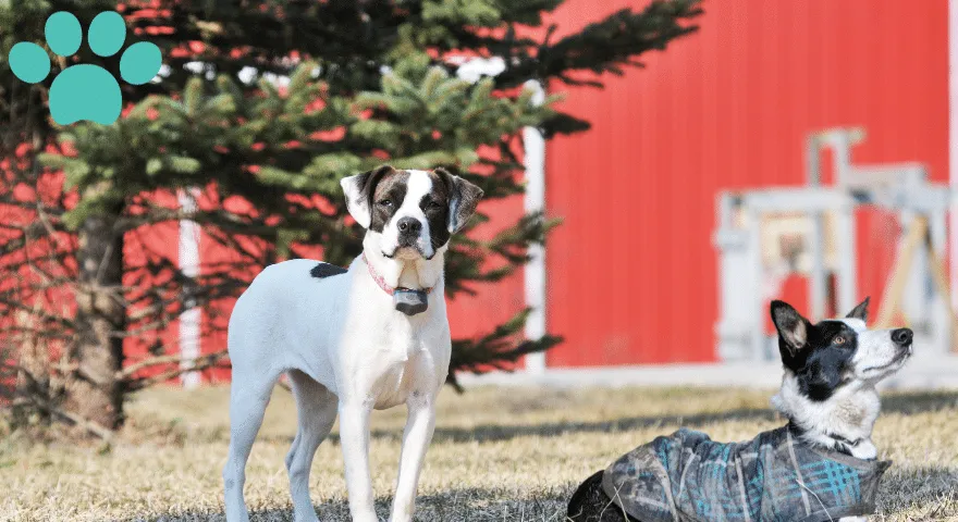 Tvarus ir etiškas maisto tiekimas