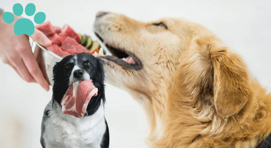 Naujos šunų mitybos tendencijos