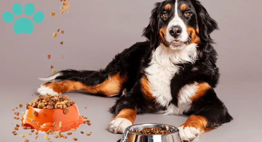 Naujos šunų mitybos tendencijos