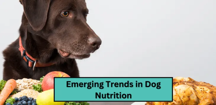 Tendințe emergente în nutriția câinilor: ce este nou și benefic