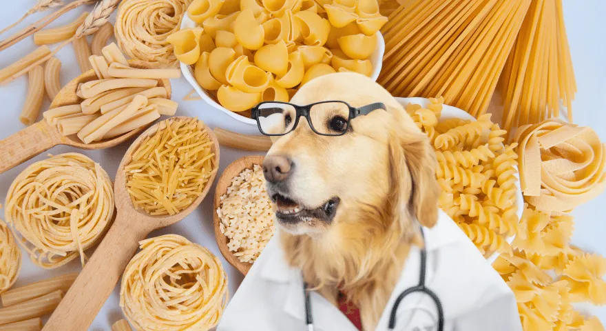 Czy możesz karmić psy makaronem?