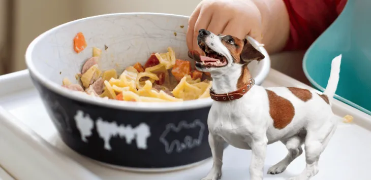 Czy powinieneś karmić psa makaronem?