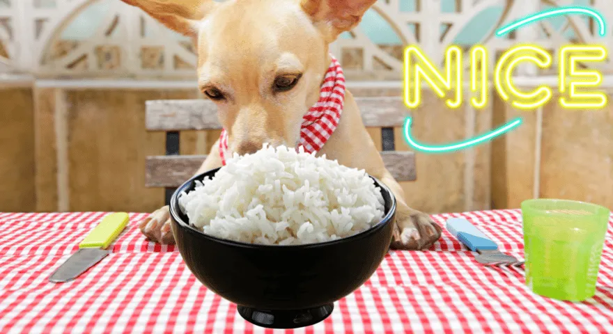 Czy powinieneś karmić psa ryżem' title='Czy psy mogą jeść ryż?