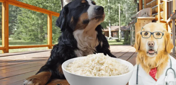 Czy psy mogą jeść ryż?