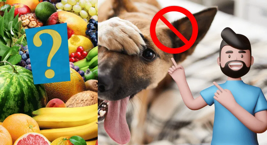 Ce fructe sunt rele pentru câini