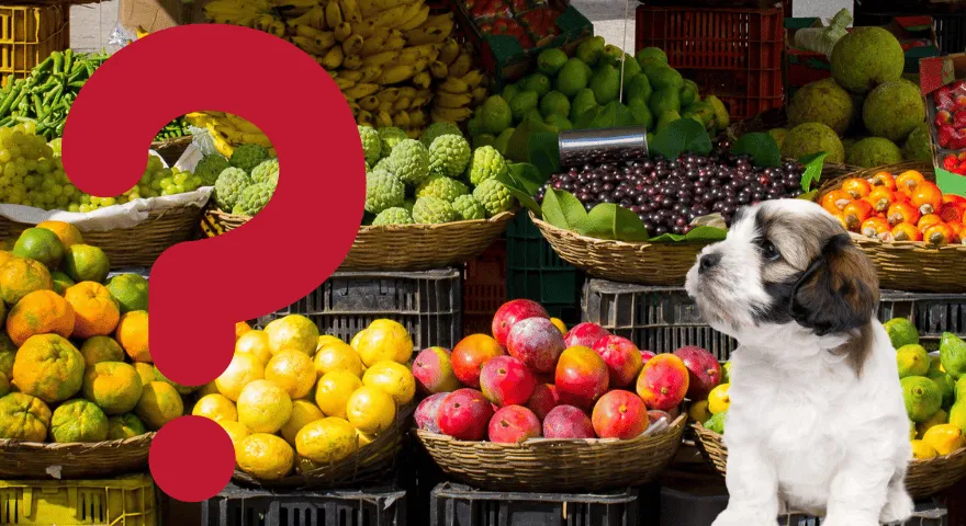 Ce fructe sunt rele pentru căței