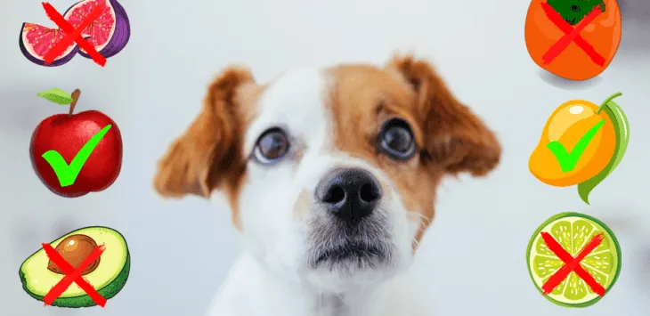 Ce fructe sunt rele pentru câini?