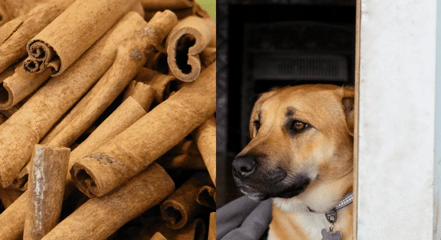 Cynamon ma korzyści zdrowotne dla psów' title='Czy psy mogą jeść cynamon?