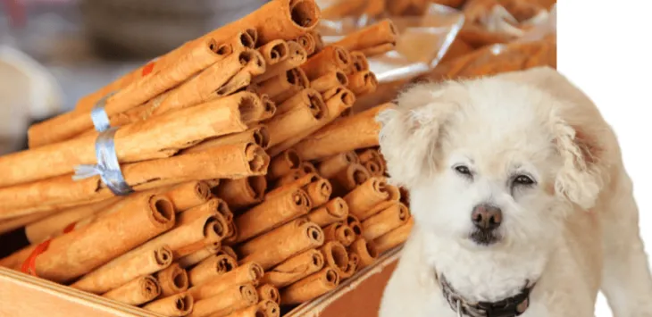 Czy psy mogą jeść cynamon?